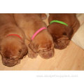 Adjustable ID Collars Puppy Kitten Dog Pet Cat